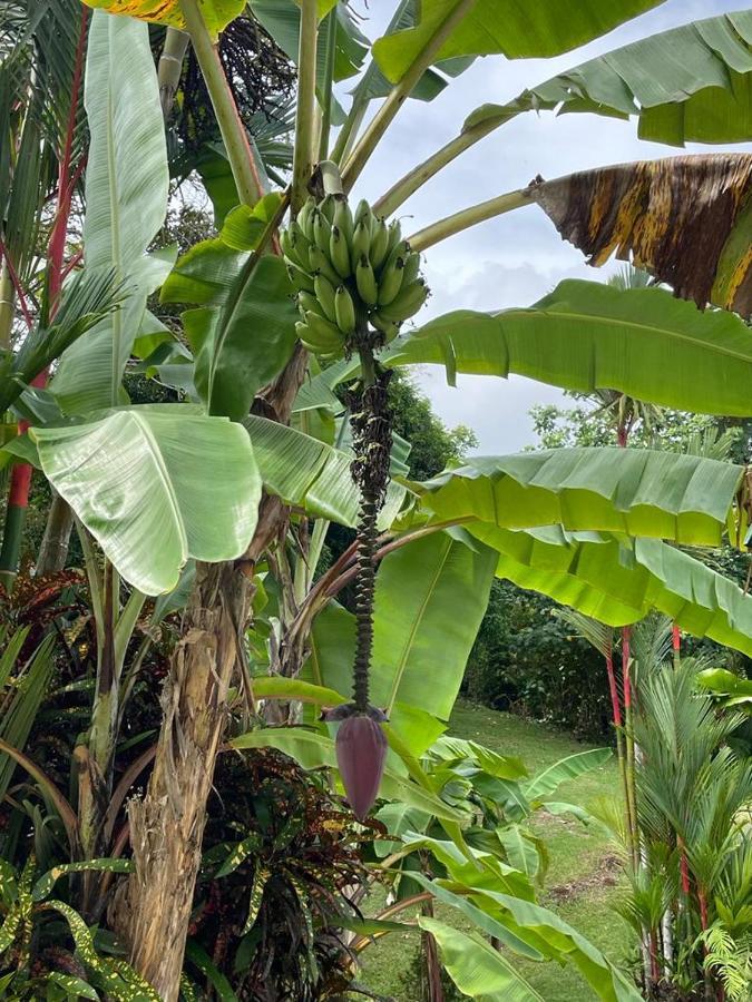 Suenos De Amor! Hermoso Y Acogedor Lugar Quepos Eksteriør billede